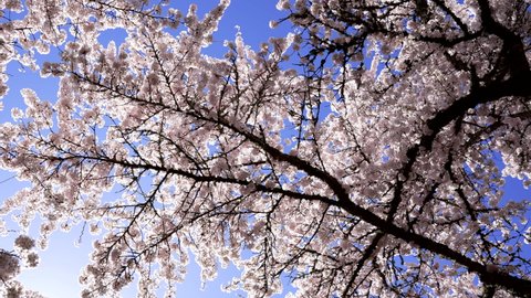 garden apricot blossoming tree with flowers on sunny sky, slow motion, bloom