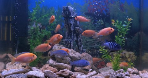 Domestic aquarium with fish. A view of domestic aquarium with colorful fishes in the room.