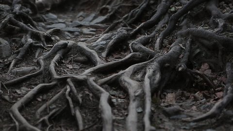 Root of banyan tree. stock photo