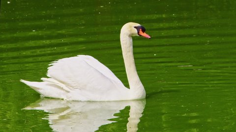 White Lonely Swan Swimming in Green Lake Water Footage.