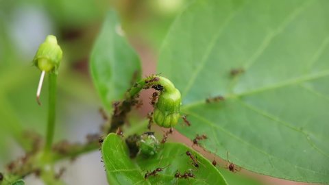 a group of ants is congregating on a cayenne flower that has not yet bloomed.