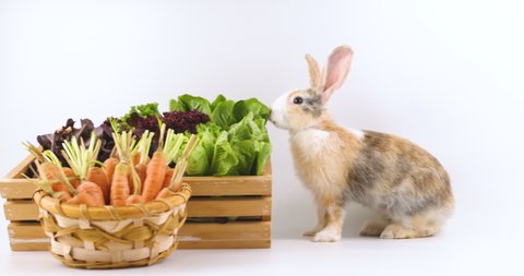 Lovely bunny easter fluffy baby rabbit eating variety of vegetable with a basket full of colorful easter eggs on green garden nature background. Symbol of easter festival.