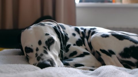 Sweet dalmatian dog pet is sleepy tired. Relaxing home animal portrait. 