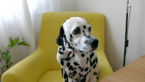 Sweet Dalmatian dog pet sitting in yellow armchair in home interior. Relaxing home animal portrait. 