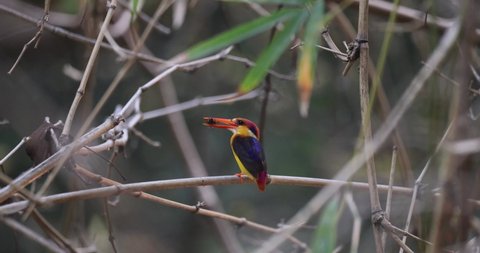 The Oriental Dwarf Kingfisher is perched on a bamboo branch and fetching a cricket.