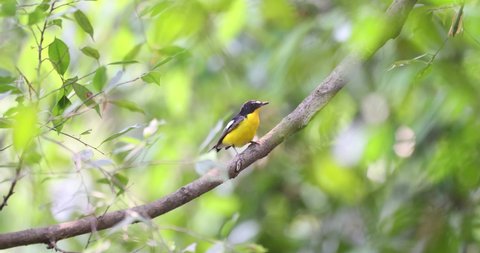 Yellow-rumped Flycatcher perched on a branch. and looking for food.