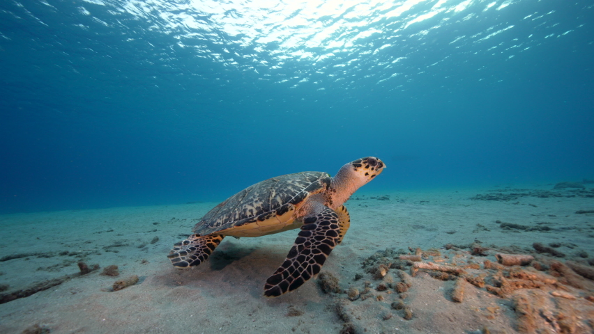 Seascape with Hawksbill Sea Turtle in the coral reef of Caribbean Sea, Curacao | Shutterstock HD Video #1089249399