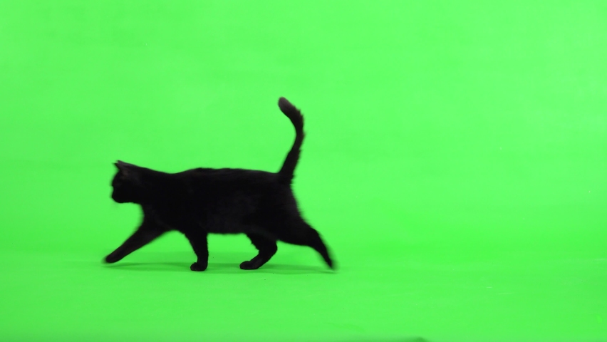 Black cat appears on the green screen, moves and disappears
