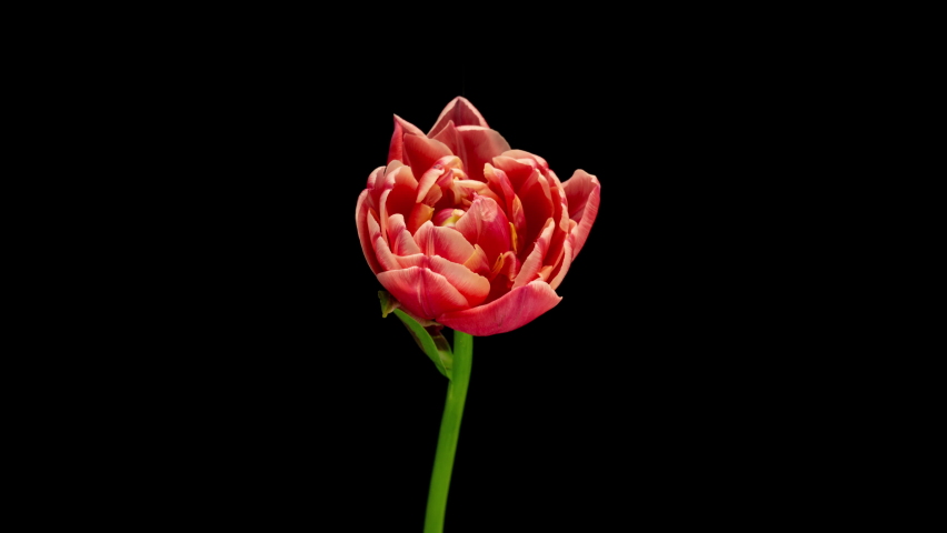 tulip blooming and withering, time lapse, on a black background, 4k video. Wedding backdrop, Valentine's Day concept. Birthday bunch Royalty-Free Stock Footage #1089250085
