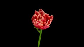 tulip blooming and withering, time lapse, on a black background, 4k video. Wedding backdrop, Valentine's Day concept. Birthday bunch