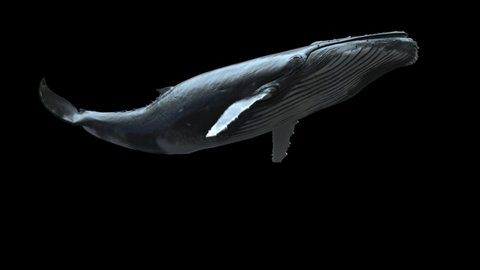 humpback whale swimming in a seamless loop
low angle shot seems whale fly in the sky 
the footage has a clean alpha channel and also luma key