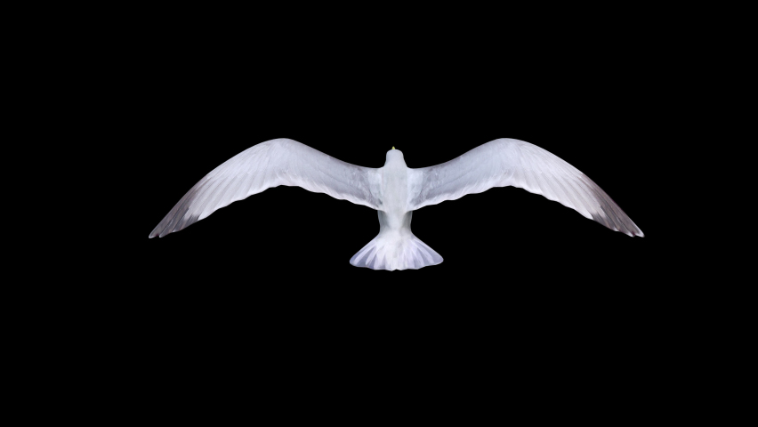 isolated seagull flying loop top view ,alpha footage,high angle view.symbol of freedom. Big seagull soaring over the Mediterranean sea.birds fly in strong winds
bird fly in seamless loop Royalty-Free Stock Footage #1089250499