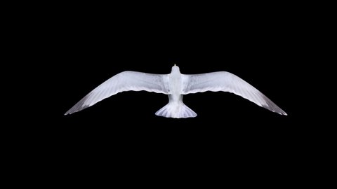 isolated seagull flying loop top view ,alpha footage,high angle view.symbol of freedom. Big seagull soaring over the Mediterranean sea.birds fly in strong winds
bird fly in seamless loop