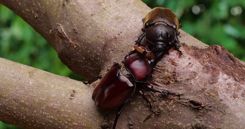 4K video of male and female beetles licking sap.