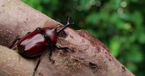 4K tilt-down video of a beetle licking sap.
