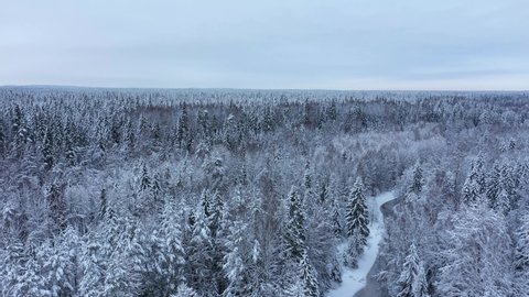 Aerial view of the winter forest, Lindulovskaya grove. The Lintulovka River is brown. Siberian larch. Snow on the trees