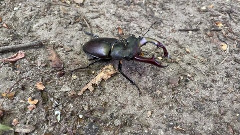 horizontal video 4k. a stag beetle in the forest close-up walks along a dusty road.