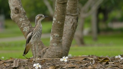 Bush stone-curlew standing at foot of frangipani tree looks around