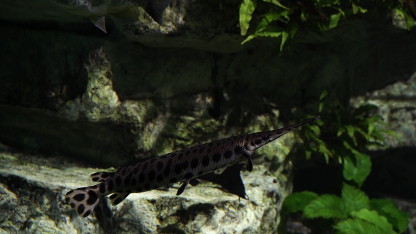 Spotted Gar fish swimming quietly in clear water, Mississippi river species