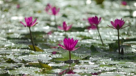 Backlit pink lotus flowers and sparkling water in the sun, summer day