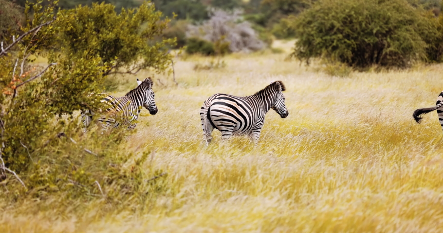 Plains Zebra, Burchell