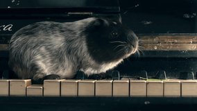 The guinea pig is found on old piano keys. Funny pet. 4k. static frame.