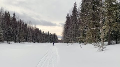 A male skier in a black suit is skiing. Long shot. Beautiful winter forest landscape. Ski trip in Russia.