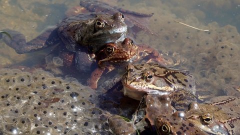 
Several specimens of the common frog (Rana temporaria), also known as the European common frog in a pond with mountain frog eggs. Frogs spawning. Reproduction