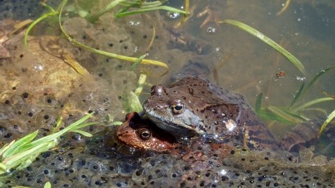 
Three specimens of the common frog (Rana temporaria), also known as the European common frog in a pond with mountain frog eggs. Reproduction. Frogs spawning