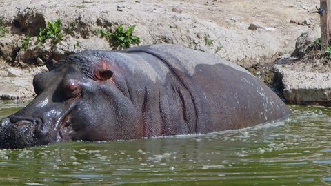 Mammal Animal Hippopotamus is in Water