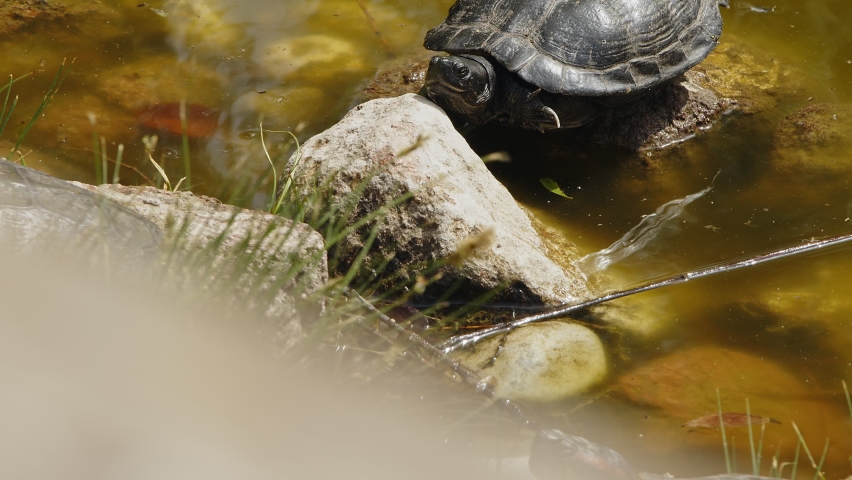 animal turtles green lake Stock Footage Video (100% Royalty-free ...