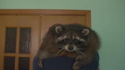 A man stands in a room and holds a large raccoon on his shoulder which wrinkles his nose in a funny way sniffing the air