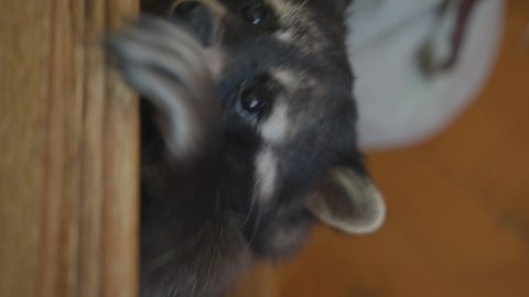Close-up of a funny muzzle raccoon that peeks out from the table and eats something. Domestic exotic animals concept