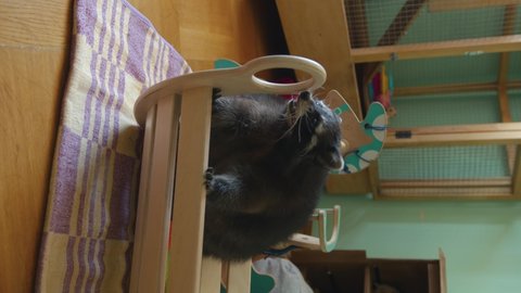 A cute fat raccoon sits in a wooden rocking cradle in a room with a spacious cage and toys on the floor. Vertical video