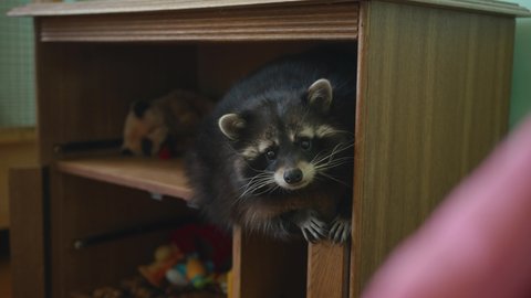 A cute fat raccoon lies on the shelf of a wooden cabinet with toys and licks its lips funny
