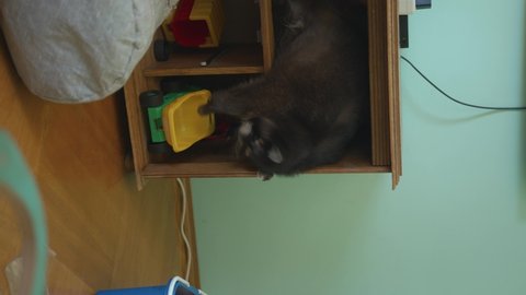 A funny raccoon lies on the shelf of the cabinet and takes a toy car with its paw. Vertical video