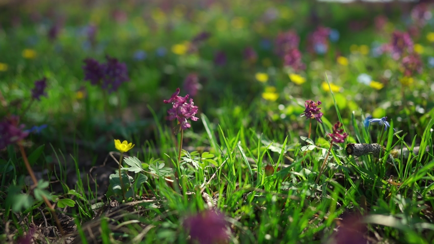 Close-up camera fly through a spring flowers. First spring bright purple flowers bloomed in a forest glade. Views of spring blue, yellow flowers on nature.