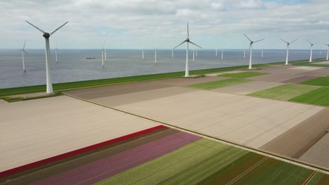 Tulips blossoming with wind turbines on a levee in the background in Flevoland on the IJsselmeer coast in The Netherlands