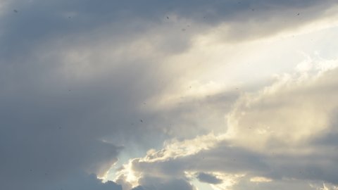 Swallows and swifts flying in a cloudy sky at sunset