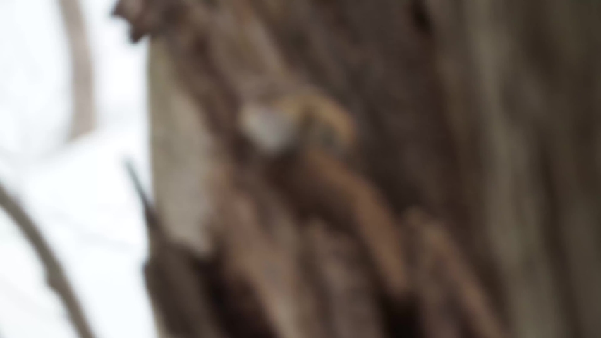 Endemic species of Hokkaido: Ezo chipmunk