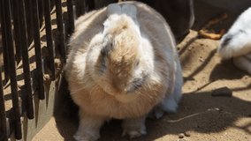 Video of a rabbit digging a hole