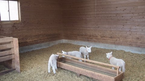 Video of sheep playing innocently