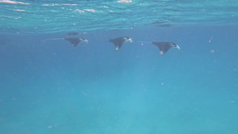 Undersea View of Big Manta Ray in Blue Indian Ocean. Mobula Alfredi Swimming near Surface in Maldives.