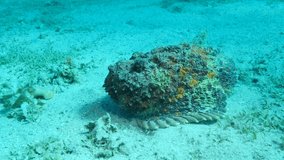 Close-up of the Stonefish lies on sandy bottom covered with green seagrass. Camera moves around the object. Reef Stonefish (Synanceia verrucosa). 4K-60fps