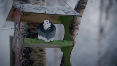 A white-and-gray pigeon sits in a birdhouse that hangs on a birch tree. He turns his head in different directions. Behind is a winter forest.