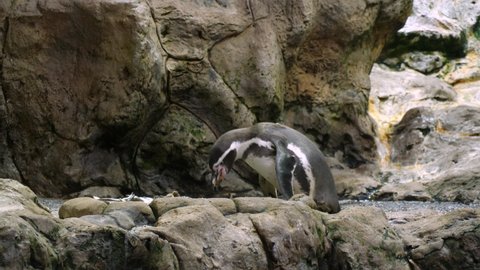 Humboldt penguin standing on the rock and eating fish