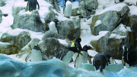 Group of Gentoo penguins and King penguins