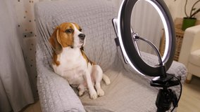 Pensive dog sit on chair against live stream equipment, smartphone and lighting ring on stand. Parody shot of online bloggers and streamers. Dog look to phone then glance above