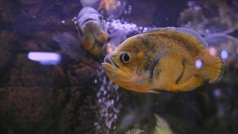 Piranha swims in a bubbling aquarium. High quality 4k footage