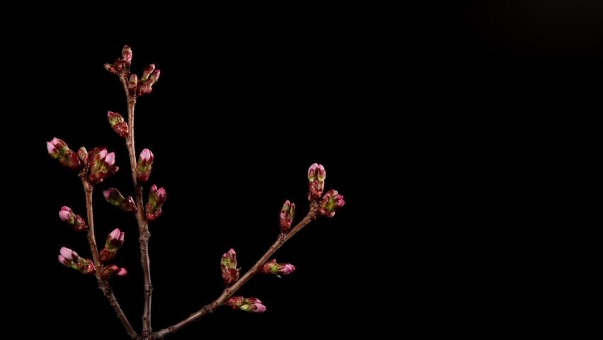 4K Time Lapse of flowering Cherry flowers on black background. Spring timelapse of opening Sakura flowers on branches Cherry tree. Royalty-Free Stock Footage #1089263849